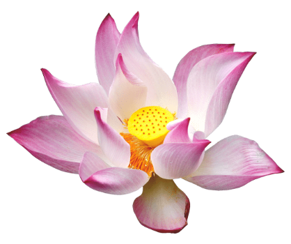 Pink lotus flower