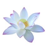 White lotus flower